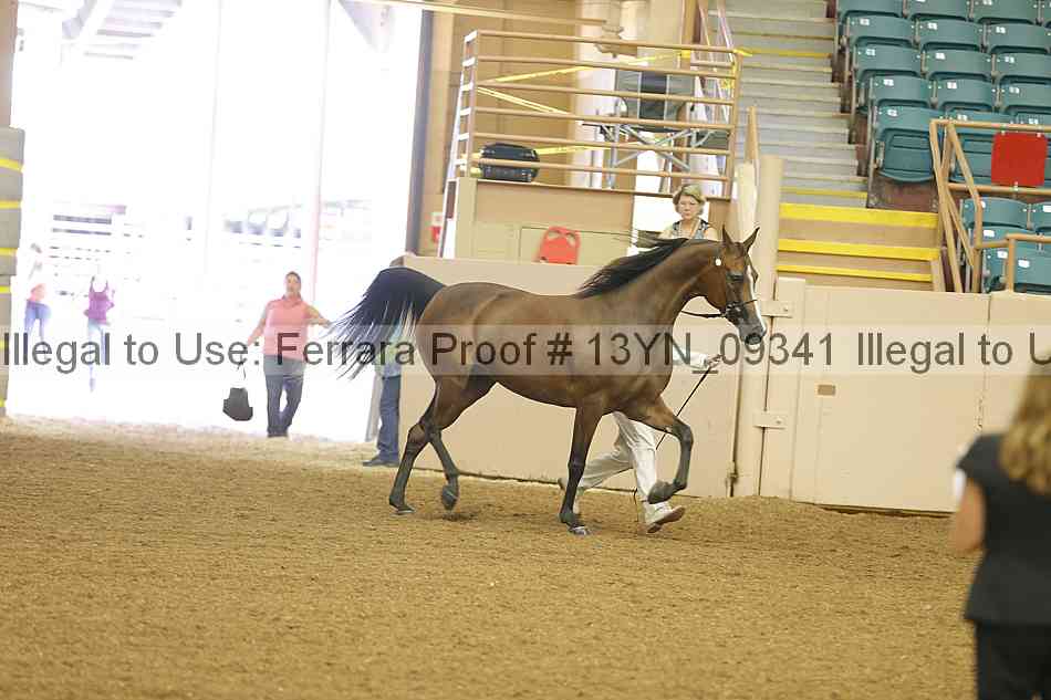 Proof 13yn_09341