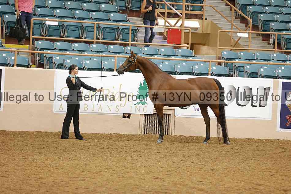 Proof 13yn_09350