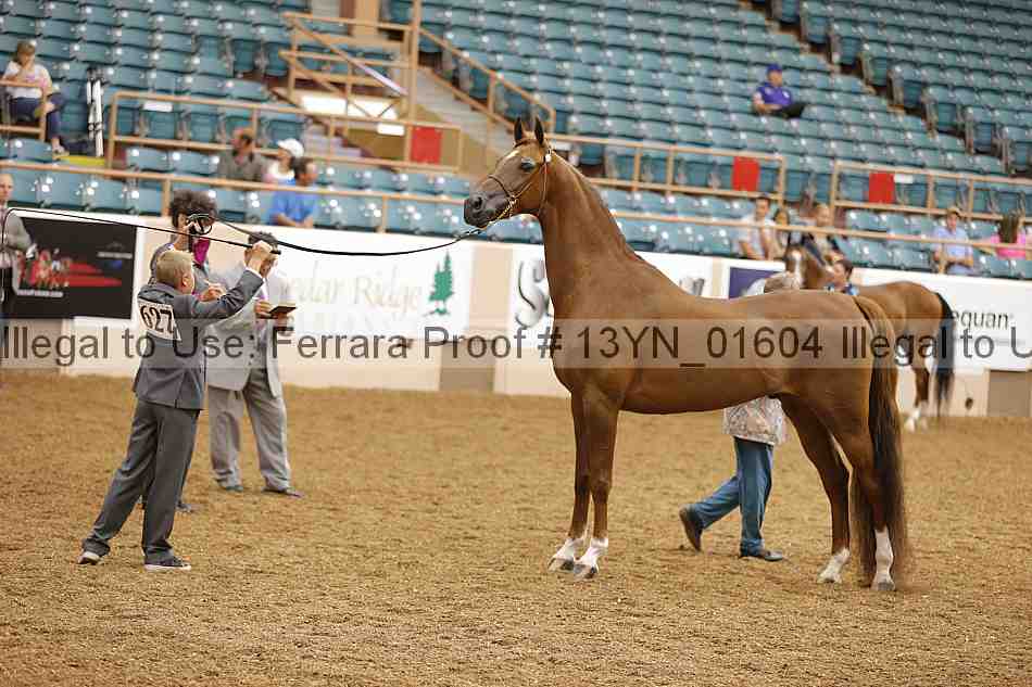 Proof 13yn_01604