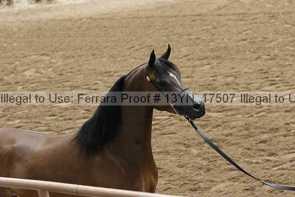 Proof 13yn_17507