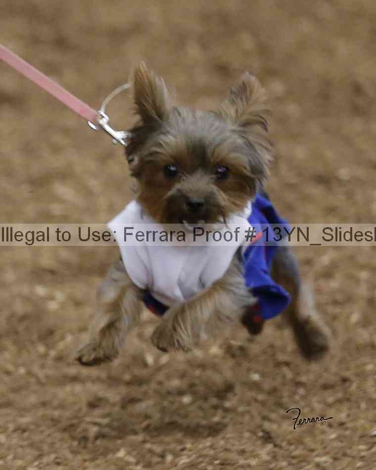 Proof 13yn_slideshow_04993