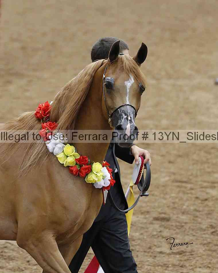 Proof 13yn_slideshow_20040