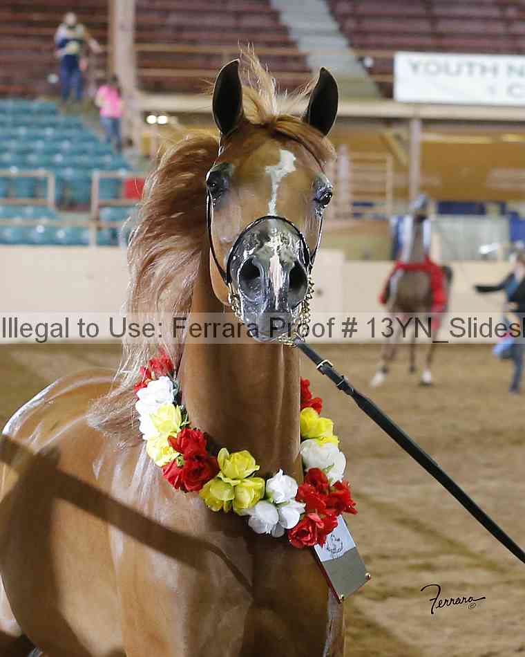 Proof 13yn_slideshow_20041