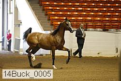 14buck_0005 proof
