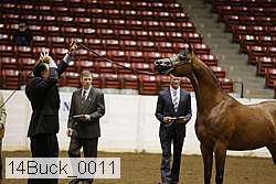 14buck_0011 proof