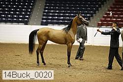 14buck_0020 proof