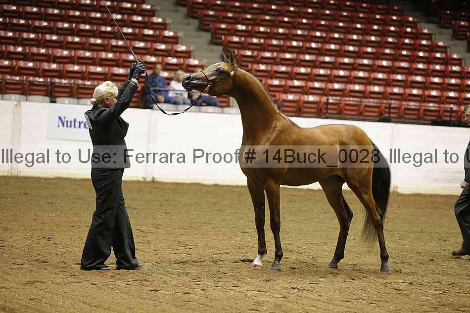 Proof 14buck_0028