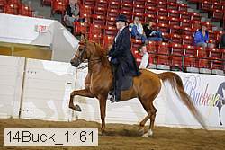 14buck_1161 proof