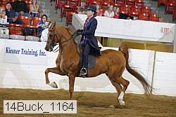 14buck_1164 proof
