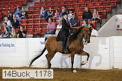14buck_1178 proof