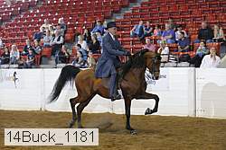14buck_1181 proof