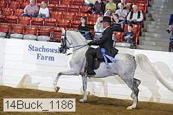 14buck_1186 proof