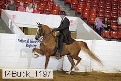14buck_1197 proof