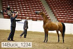 14buck_1234 proof