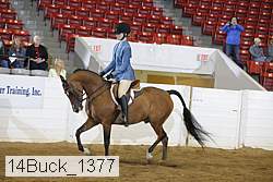 14buck_1377 proof