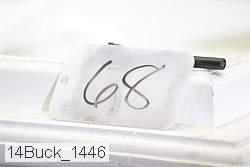 14buck_1446 proof