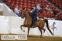 14buck_1586 proof