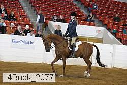 14buck_2077 proof