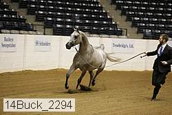 14buck_2294 proof