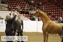 14buck_2306 proof