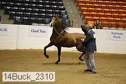 14buck_2310 proof