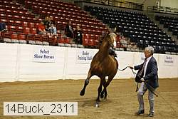 14buck_2311 proof