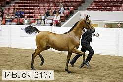 14buck_2457 proof