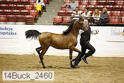 14buck_2460 proof