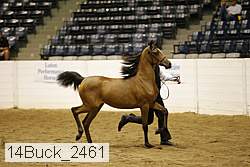 14buck_2461 proof