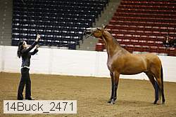 14buck_2471 proof