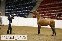 14buck_2472 proof