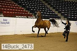 14buck_2473 proof