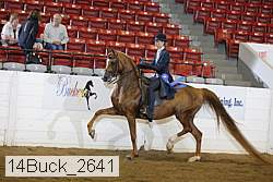 14buck_2641 proof