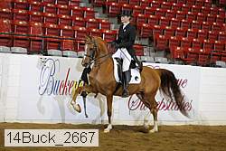 14buck_2667 proof