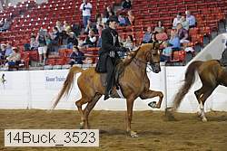 14buck_3523 proof