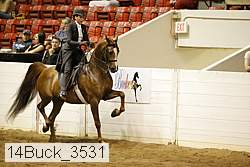 14buck_3531 proof