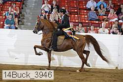 14buck_3946 proof