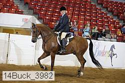 14buck_3982 proof