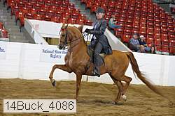 14buck_4086 proof