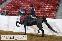 14buck_4377 proof