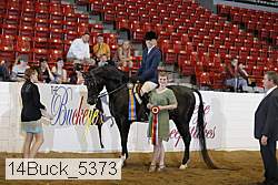 14buck_5373 proof