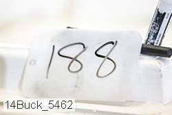 14buck_5462 proof