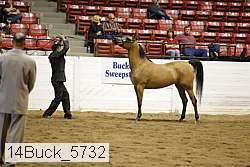 14buck_5732 proof