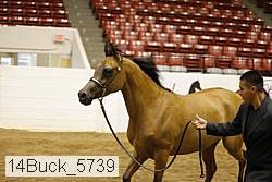 14buck_5739 proof