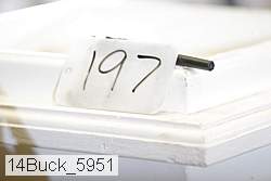 14buck_5951 proof