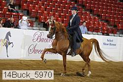 14buck_5970 proof