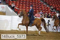 14buck_5973 proof