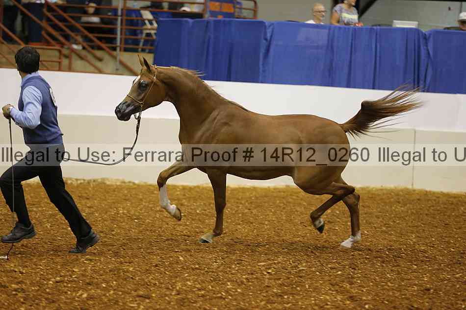 Proof 14r12_0260