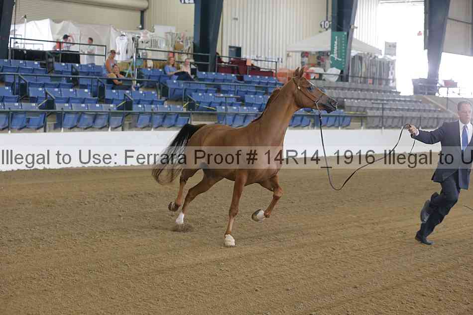Proof 14r14_1916