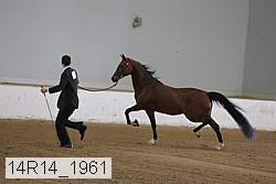 14r14_1961 proof